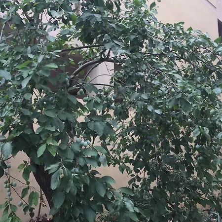 Green Флоренция